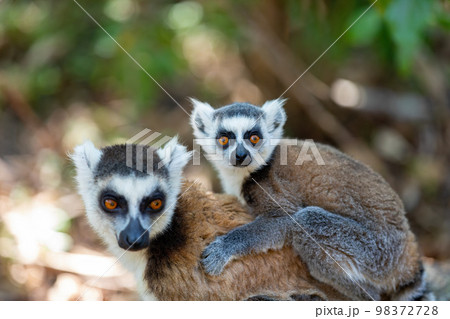Ring-tailed lemur with baby, Lemur catta, Madagascar wildlife 98372728