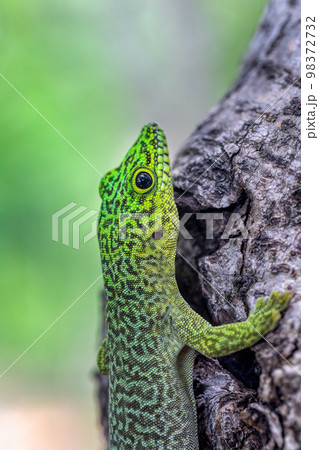 Standing's day gecko, Phelsuma standingi, Zombitse-Vohibasia, Madagascar wildlife 98372732