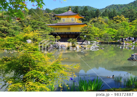 【京都府】新緑の金閣寺(鹿苑寺) 【京都府】新緑の金閣寺(鹿苑寺) 98372887