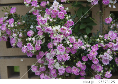 薔薇園にピンク色の薔薇の花が咲いています。このバラの名前は宇部小町です。 98373125