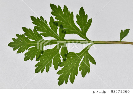 早春のヨモギ(蓬)の葉と葉脈 早春のヨモギ(蓬)の葉と葉脈 98373360