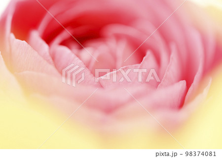 春を感じる明るい華やかなかわいいピンクと黄色の花 98374081