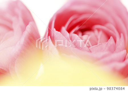 春を感じる明るい華やかなかわいいピンクと黄色の花 98374084