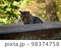公園でじっとする猫 98374758