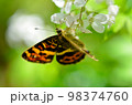 白い花の蜜を吸う蝶 98374760