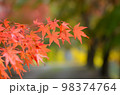 オレンジ色の紅葉	 98374764