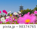 国分寺と秋桜の風景 98374765