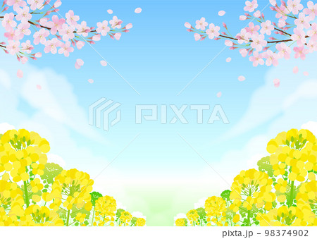 菜の花と桜 サクラ 青空 98374902