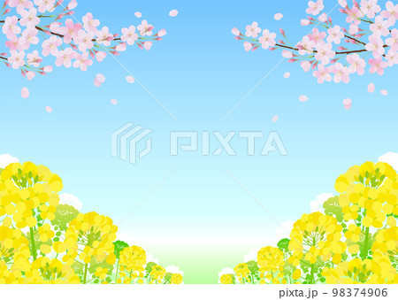 菜の花と桜 サクラ 青空 98374906