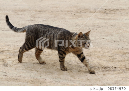 歩くねこ 歩くねこ 98374970