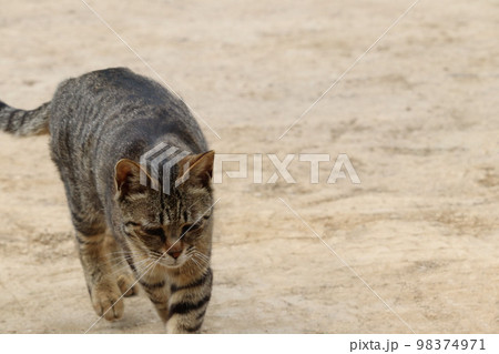 下を向く猫 下を向く猫 98374971