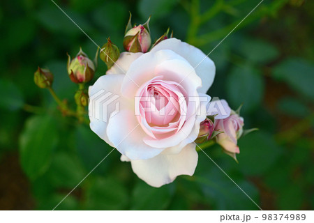 薄ピンクのバラの花-2 薄ピンクのバラの花-2 98374989