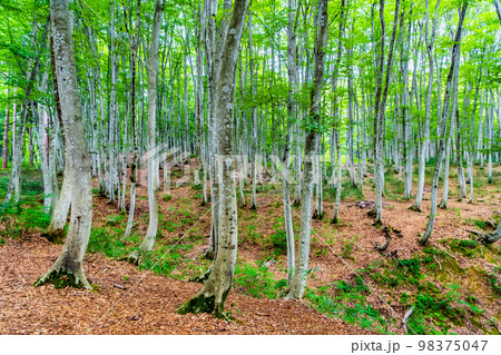 新潟県十日町　夏の美人林 98375047