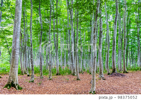 新潟県十日町　夏の美人林 98375052
