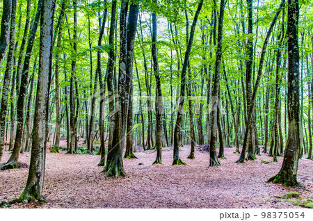 新潟県十日町　夏の美人林 98375054