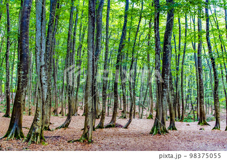 新潟県十日町　夏の美人林 98375055