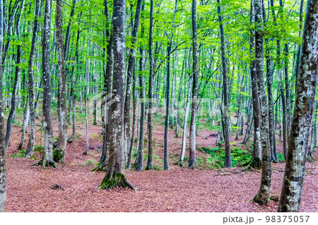 新潟県十日町　夏の美人林 98375057