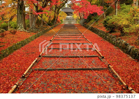 京都部京都市山科区安朱稲荷山町 毘沙門堂門跡と呼ばれる護法山安国院出雲寺の参道の階段の敷紅葉とモミジ 京都部京都市山科区安朱稲荷山町 毘沙門堂門跡と呼ばれる護法山安国院出雲寺の参道の階段の敷紅葉とモミジ 98375137