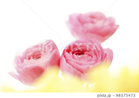 春イメージにピッタリの明るい華やかなかわいいきれいなピンクと黄色の