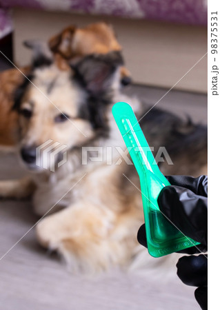 Flea drops for dogs and gloved hand Flea drops for dogs and gloved hand 98375531