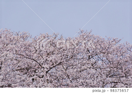 開花した桜 98375657
