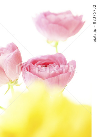 春のイメージにピッタリの明るいきれいなかわいいピンクと黄色い花 春のイメージにピッタリの明るいきれいなかわいいピンクと黄色い花 98375732