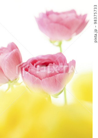 春のイメージにピッタリの明るいきれいなかわいいピンクと黄色い花 98375733