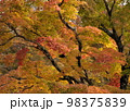 紅葉 98375839