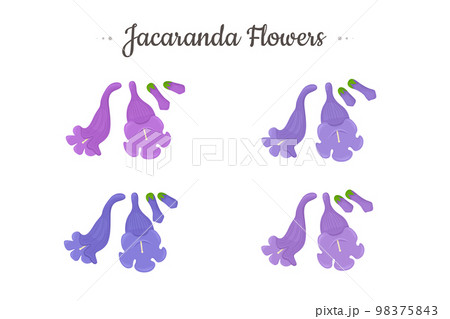 Jacaranda Mimosifolia tree. Flowers and buds set. 98375843