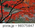 紅葉 98375847