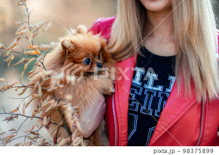 Pomeranian holding hands. A young woman holds a Pomeranian mini-pomeranian in her arms while walking through an autumn park. A woman wearing a red jacket and a black T-shirt. 98375899