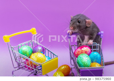 Happy Easter background. Easter eggs are colorful in a shopping basket on purple paper. Dumbo rat stands on its hind legs and leans on a basket. Holiday concept. Copy space for text. 98375960
