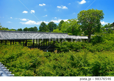 【京都府】新緑の東福寺（通天橋） 98376546