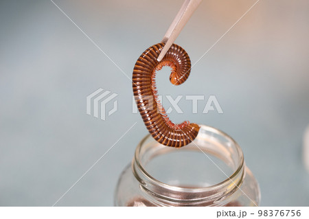 Studying different animals in science lab. 98376756