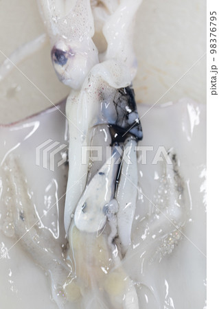 Studying different animals in science lab. Studying different animals in science lab. 98376795