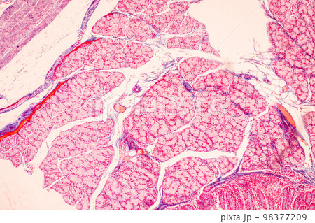 Tissue of Small intestine (Duodenum), Large intestine Human and Stomach Human under the microscope in Lab. Tissue of Small intestine (Duodenum), Large intestine Human and Stomach Human under the microscope in Lab. 98377209