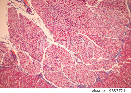 Tissue of Small intestine (Duodenum), Large intestine Human and Stomach Human under the microscope in Lab. 98377214