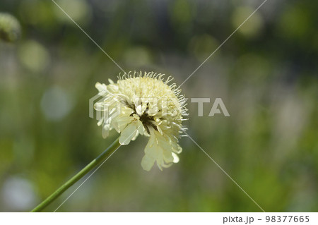 Giant scabious Giant scabious 98377665
