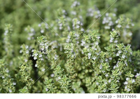Silver Queen Lemon Thyme 98377666