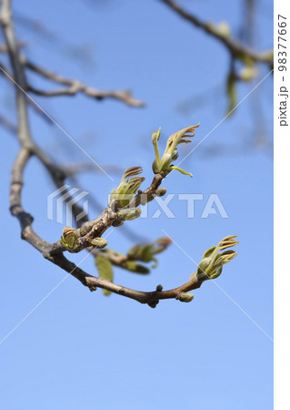 Common walnut Common walnut 98377667