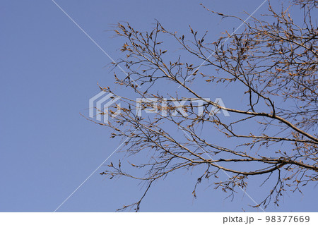 Common hornbeam 98377669