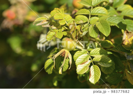 Rugosa rose 98377682