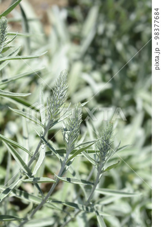 Silver speedwell 98377684