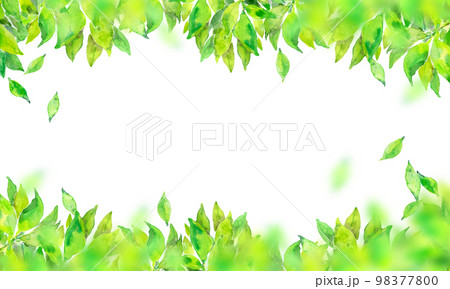 初夏の新緑 背景素材 初夏の新緑 背景素材 98377800