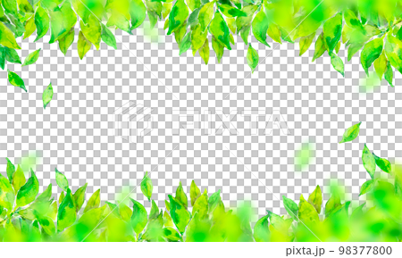 初夏の新緑 背景素材 初夏の新緑 背景素材 98377800