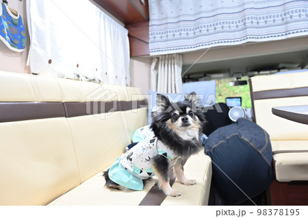 犬 キャンピングカー 旅行 ドライブ チワワ 多頭飼い 犬 キャンピングカー 旅行 ドライブ チワワ 多頭飼い 98378195