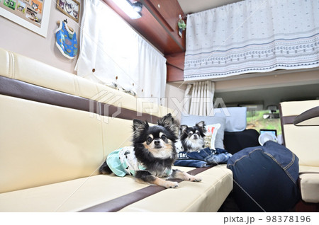 犬 キャンピングカー 旅行 ドライブ チワワ 多頭飼い 犬 キャンピングカー 旅行 ドライブ チワワ 多頭飼い 98378196