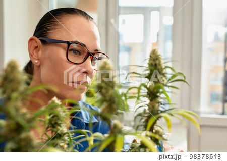 A woman agronomist in glasses checks the flowering of medical cannabis bushes. A woman agronomist in glasses checks the flowering of medical cannabis bushes. 98378643