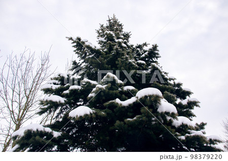 Snow on spruce branches in winter closeup Snow on spruce branches in winter closeup 98379220