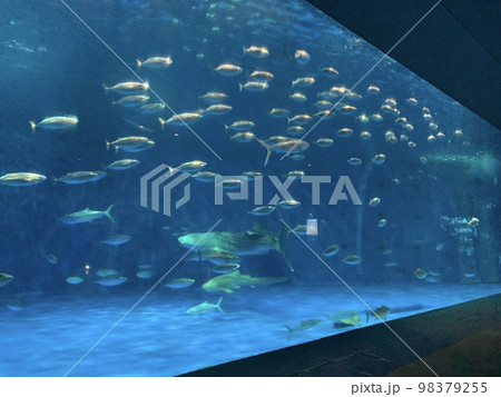 水族館 98379255